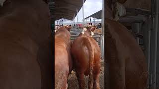 MAŞALLAH MAŞALLAH BRAM BRAM KALITE KOKUYOR