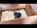 育児放棄!?生後2週なのに独りぼっちで鳴いていた子猫を保護しました。