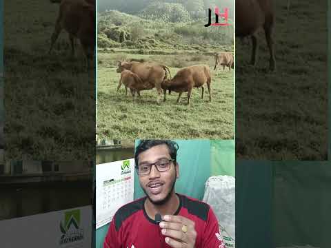 দইট গর একসথ দধ খচছ video funny cow shorts foryou trending youtubeshorts