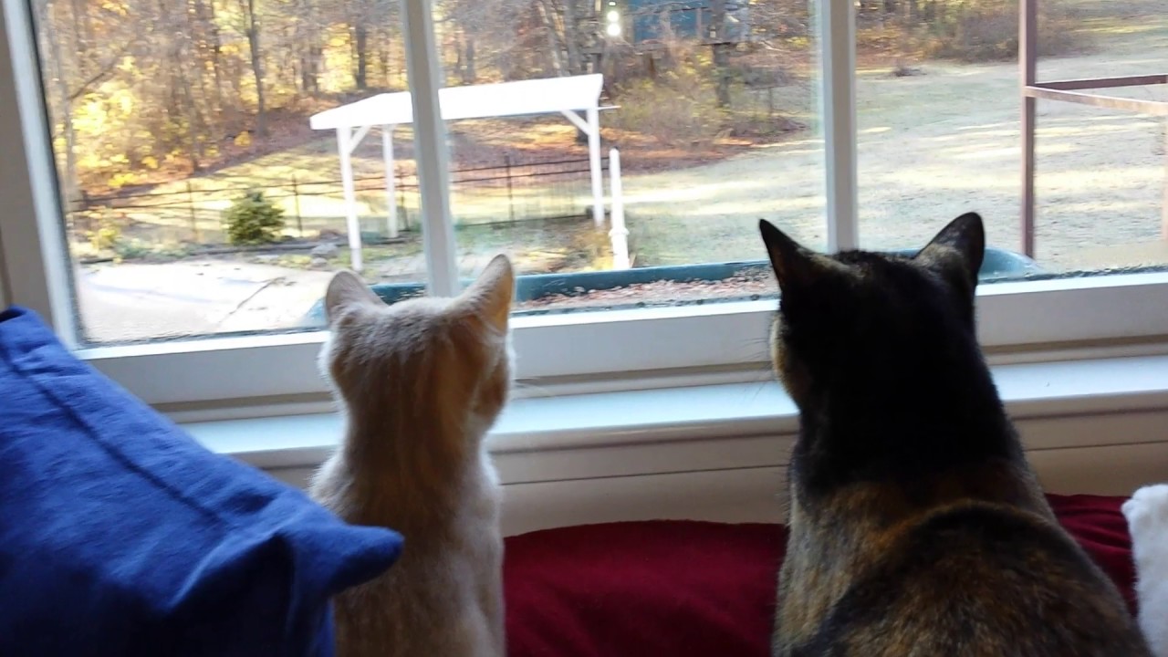 Cats Watching Birds YouTube