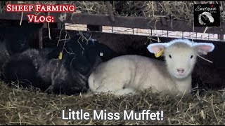 Updates, Problem Solving, Feeding Sheep ... Another Typical Day At Ewetopia Farms by Ewetopia Farms 967 views 5 days ago 24 minutes