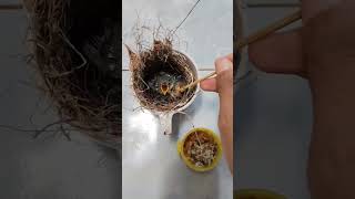 Cara Meloloh Anakan Burung Ciblek Agar Cepat Besar