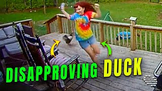 Disapproving Pet Duck Chases Owner up the Stairs