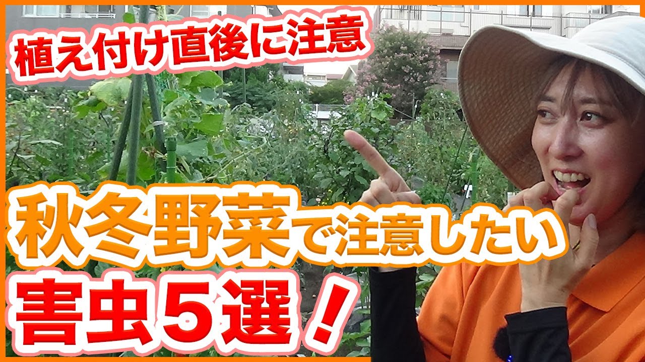 家庭菜園や農園の秋冬野菜栽培で注意したい害虫５選 植え付け直後は要注意 予防や害虫対策も徹底解説 農園ライフ Tips For Pest Control For Winter Vegetables Youtube