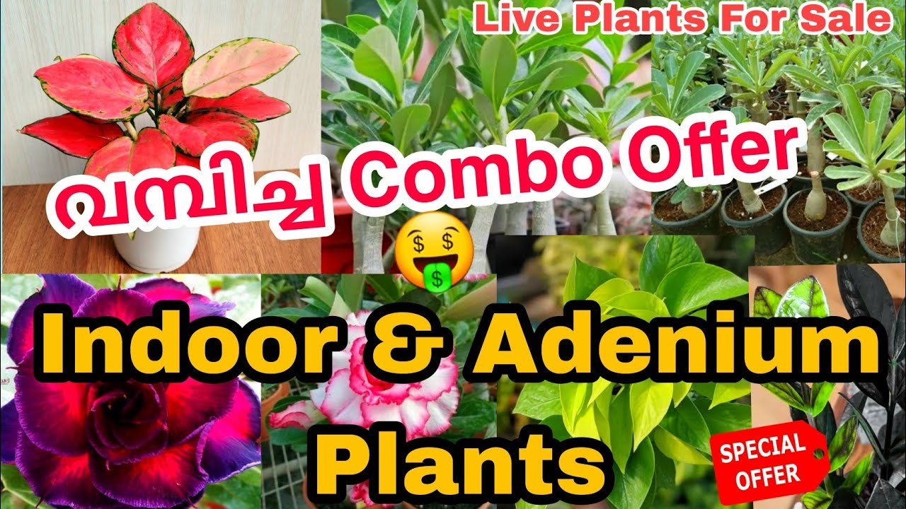 Combo offer plantsBeautiful indoor and adenium plants for sale🤑അടിപൊളി