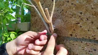 Train Plants Up a Concrete Wall with Heavy Duty Loop Hook Straps - This Old House