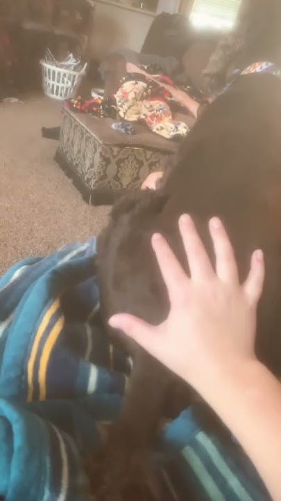 why-my-dog-have-a-bigger-butt-then-me-youtube