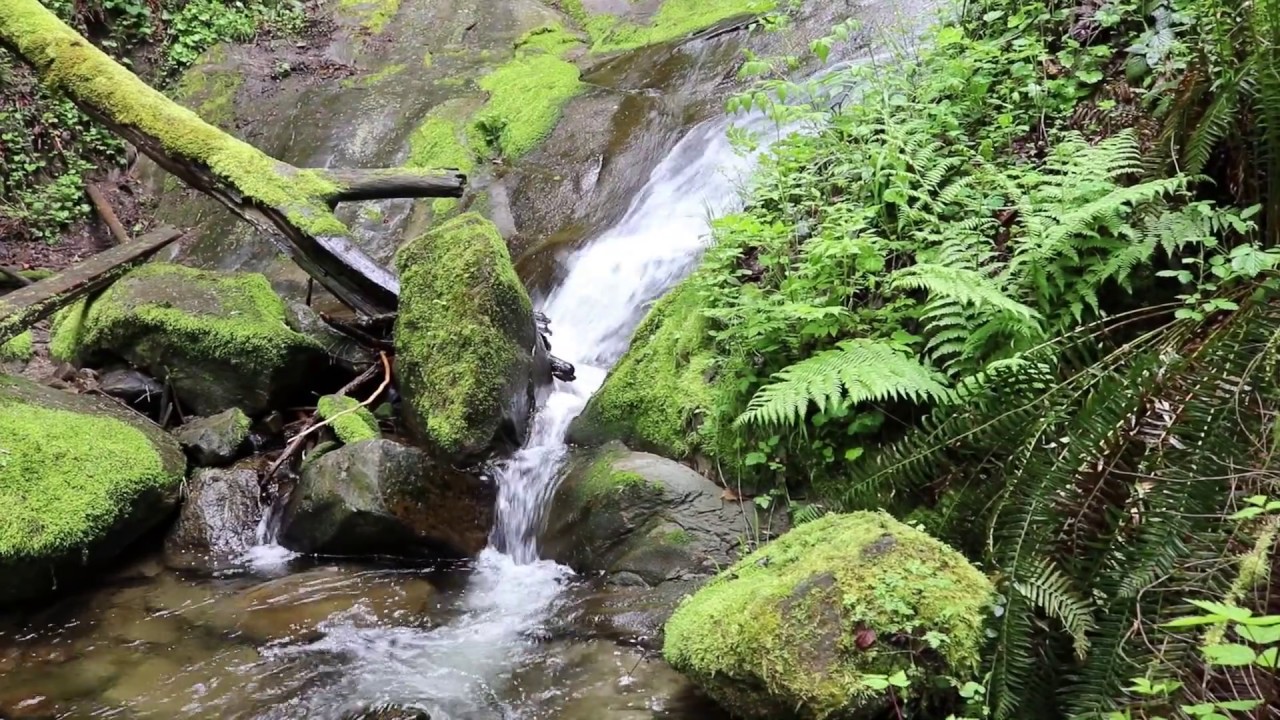 Lake Whatcom Park Hike Bellingham Washington