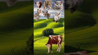 Halal Indian Buffalo Eid Mubarak