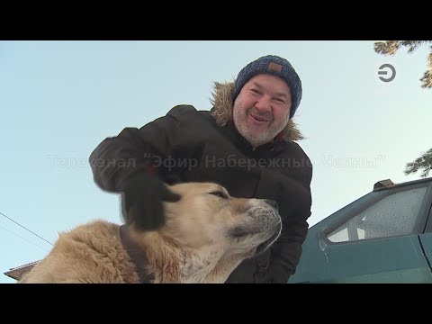 УЖЕСТОЧИТЬ НАКАЗАНИЕ ЗА НАРУШЕНИЕ ПРАВИЛ ВЫГУЛА СОБАК ПОТЕНЦИАЛЬНО ОПАСНЫХ ПОРОД