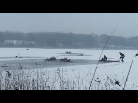 This deer herd was rescued after falling through ice