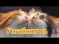 Смешное про животных|Приколы с котами| Видео про котов| Кошки|Позитив|Создай себе хорошее настроение