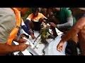 Kind people treating an injured monkey | Helping animals | Save Animals | Rescue Stories