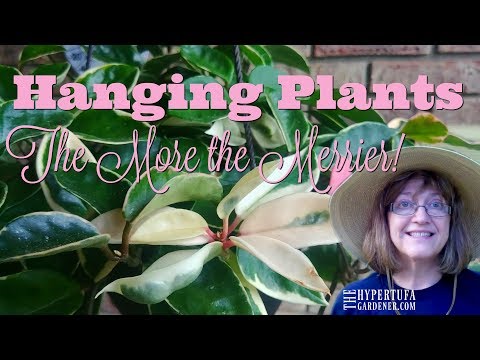 Hanging Plants - Just Adding More to The Plant Jungle!
