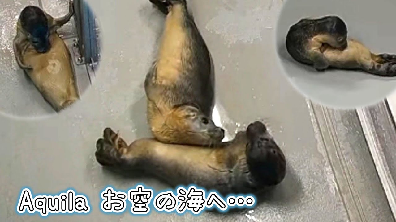 かわいいアクイラまでお空の海へ旅立ってしまいました…【アザラシ幼稚園】
