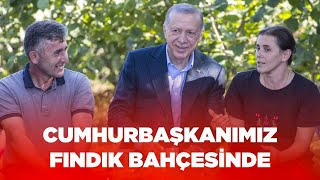 Senin Fındıktaki Beklentin Ne? Cumhurbaşkanımız Vatandaşlarla Fındık Bahçesinde... | AK Parti