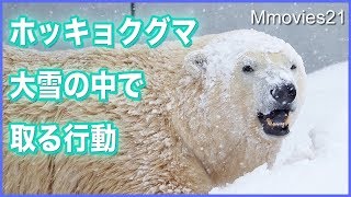 ドカンと大雪 吹雪の中でのホッキョクグマの行動 Polar Bears in heavy snow