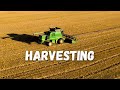 Комбайн в поле. Сбор урожай пшеницы / Harvesting drone video