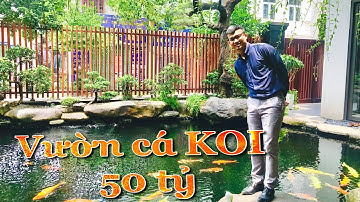 Tham Quan Showroom Cá KOI 50 Tỷ Tại Khu Đô Thị Việt Hưng - Long Biên | HOUSEE
