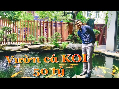 Video Tham Quan Showroom Cá KOI 50 Tỷ Tại Khu Đô Thị Việt... - youtube