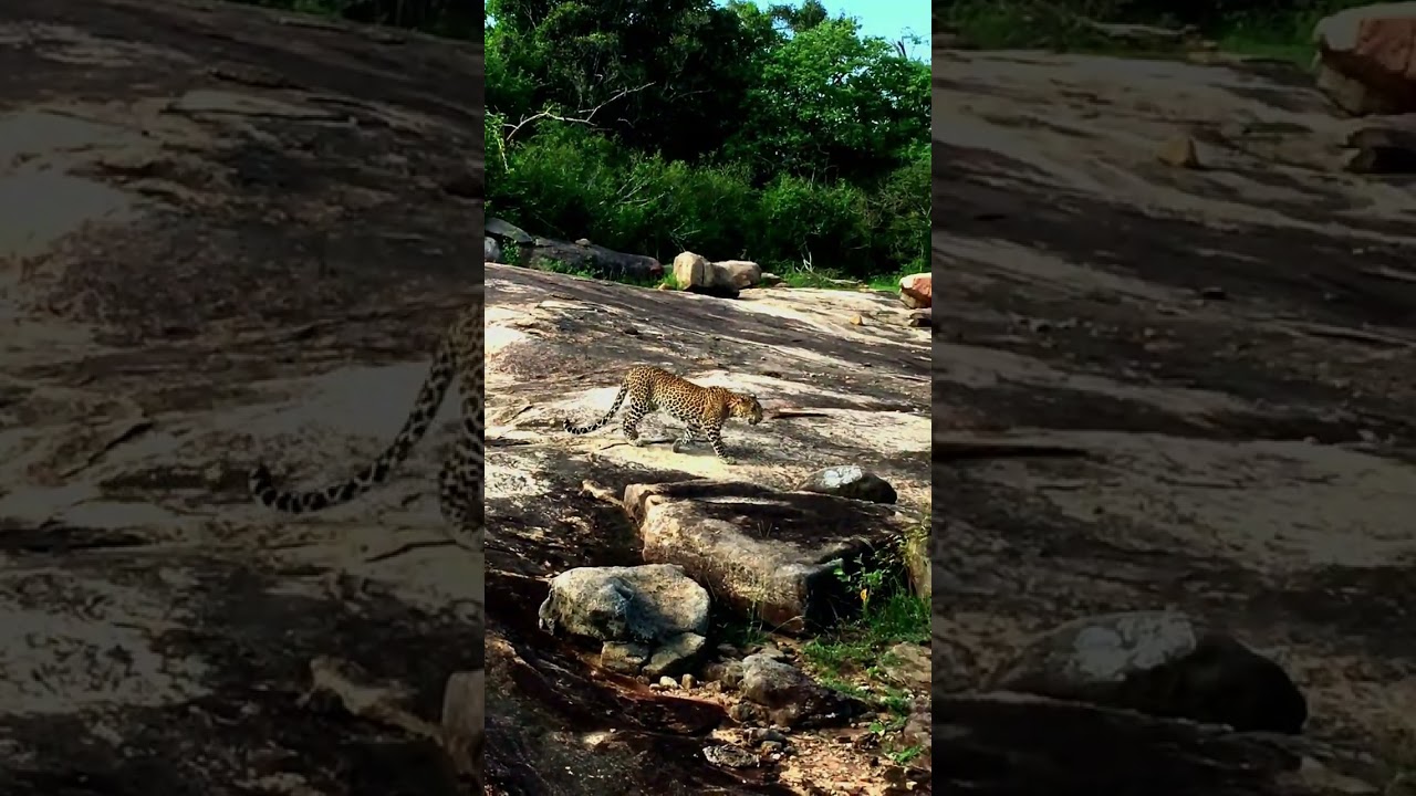 Leopard Sighting at Yala National Park, Sri Lanka