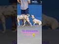 #awesomevideo#dog#101#lol#atnight