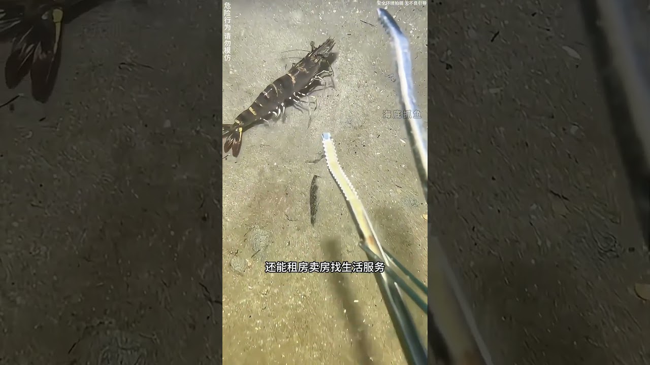 What can fishermen catch when they go beachcombing under the sea Today s harvest inclu