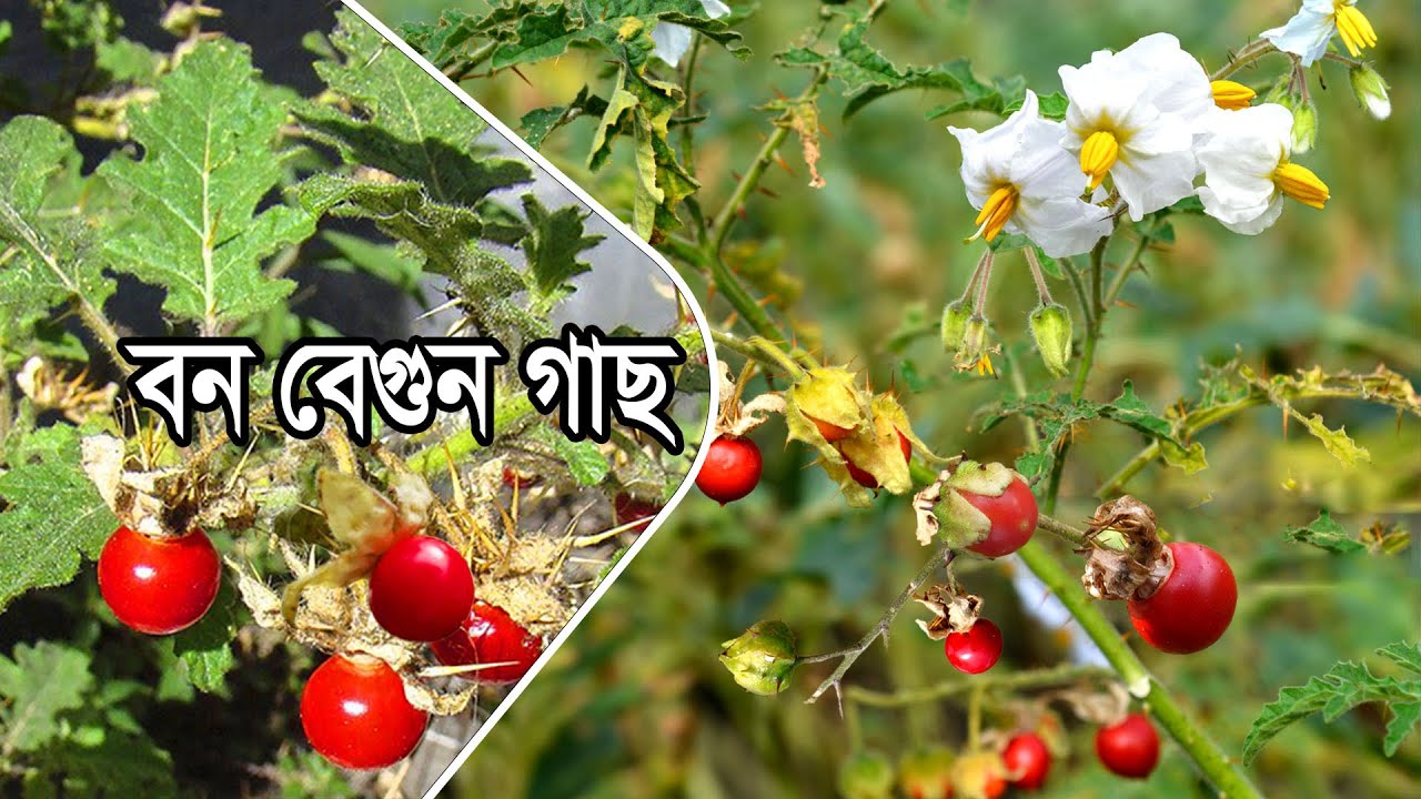 বন বেগুন গাছ | Wild Tomato