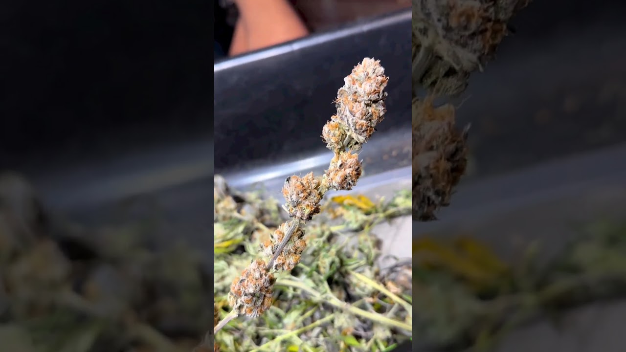 HYGROHUB Electric Scissors 120 Feedback Video from @nedco_homegrown