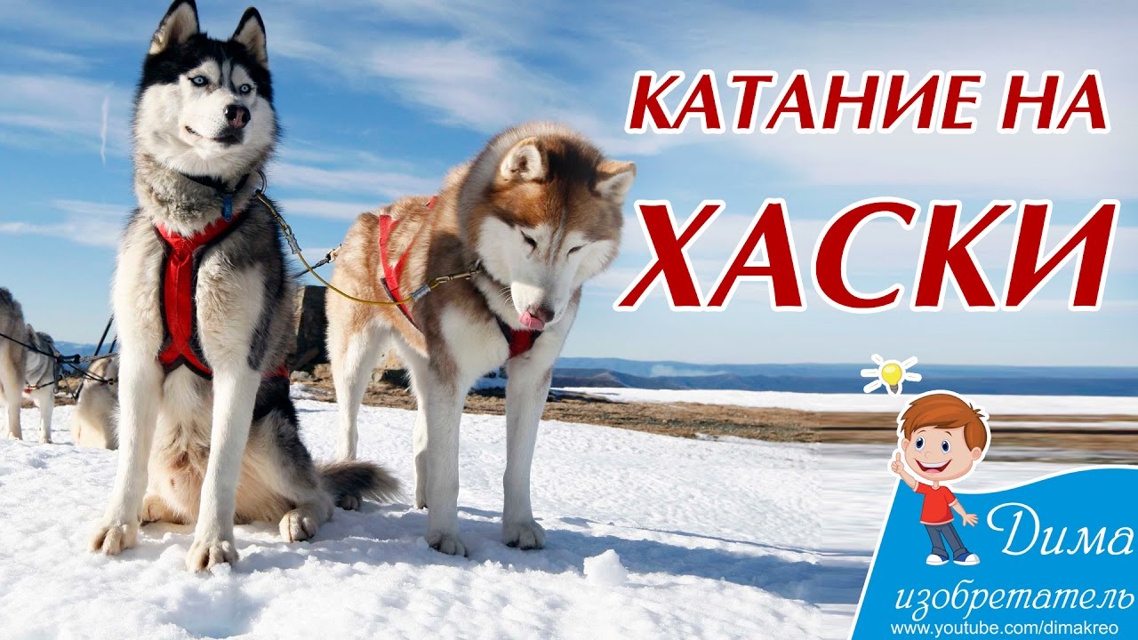 хаски красивые фото