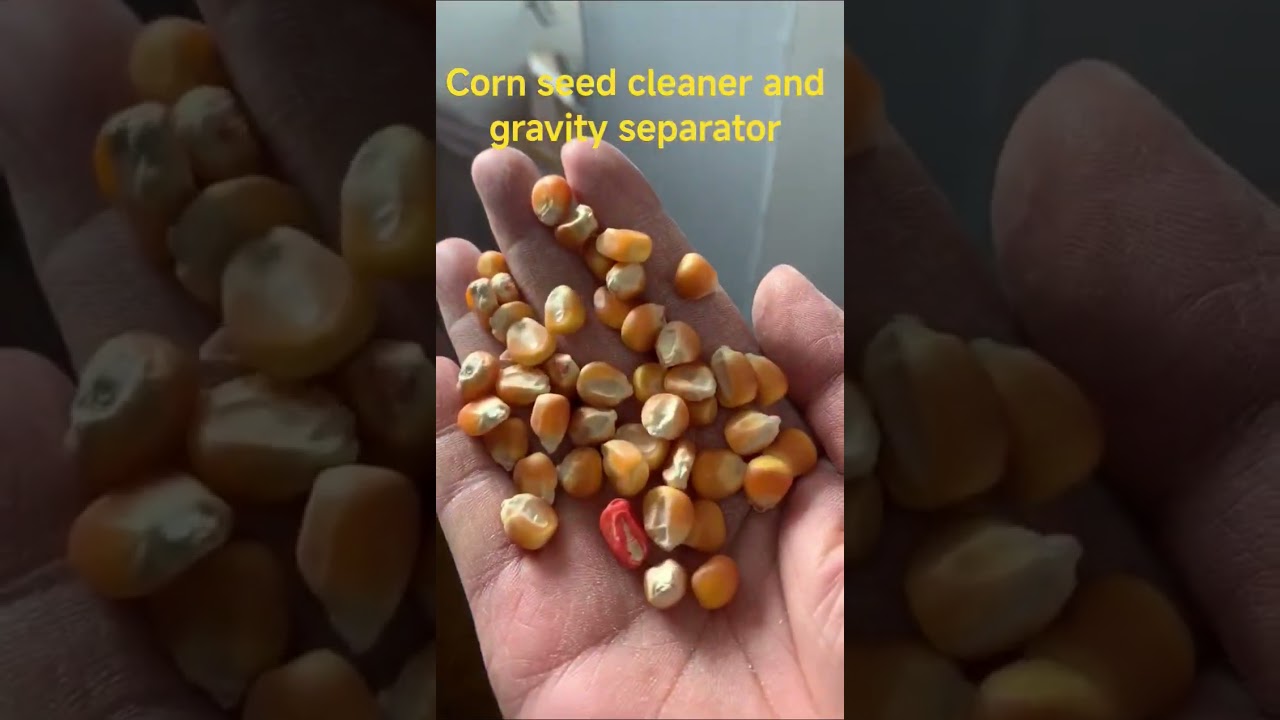 Corn seed cleaner and gravity separator#gravityseparator