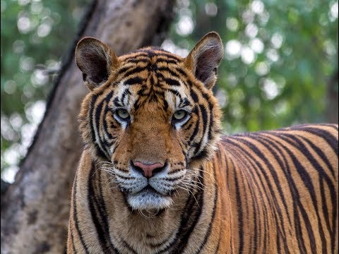 Video: ¿En qué año se instituyó el proyecto tigre en la india?