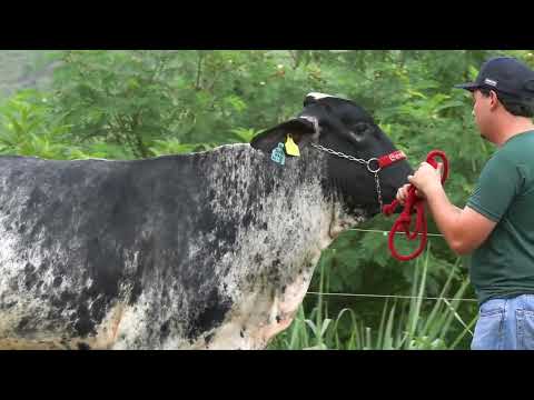 LOTE 3 • 6º LEILÃO CENTROGEN • 7606CM