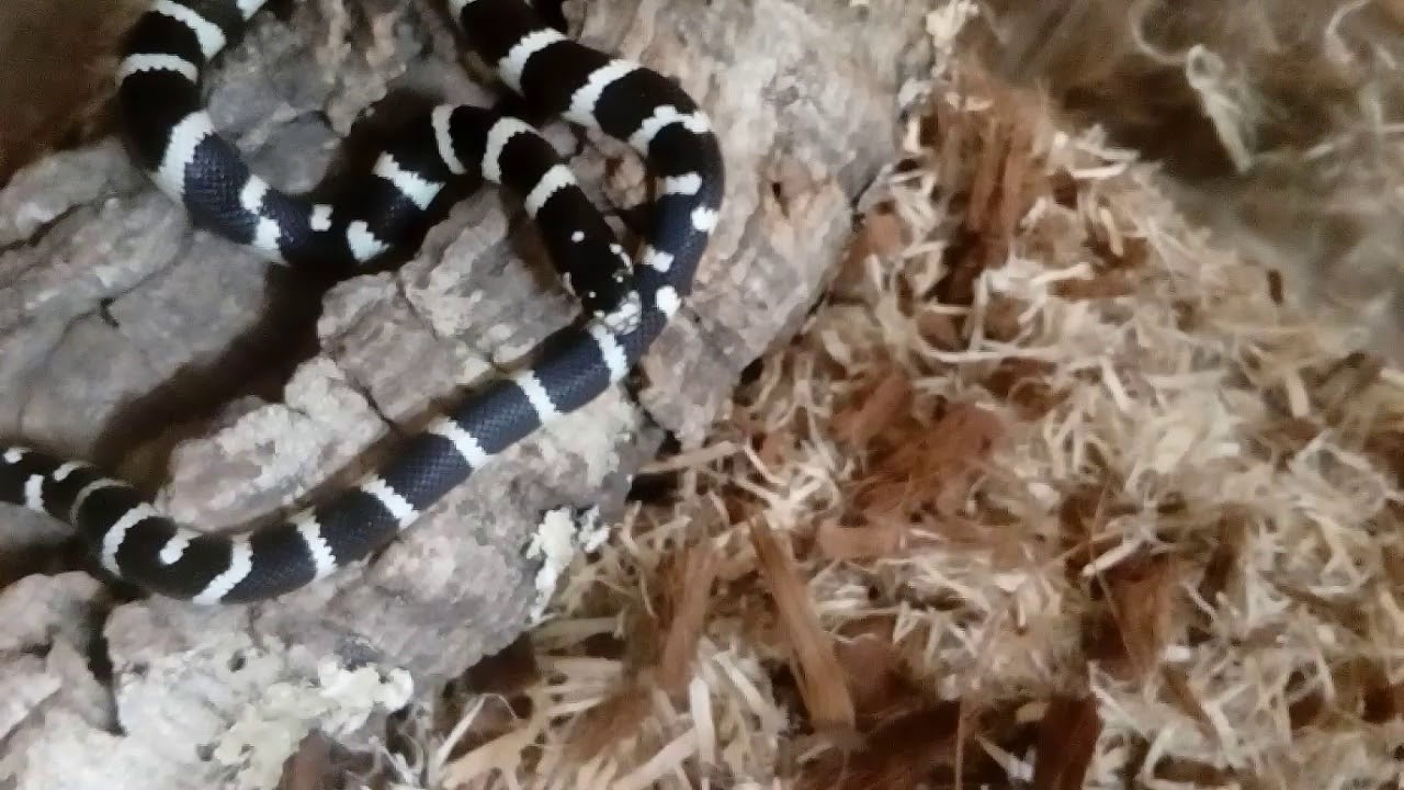 camera iphone 8 plus apk Lampropeltis getulus California