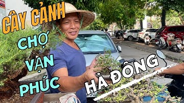 Cây Cảnh Chợ Vạn Phúc Phiên Mồng 15/4/2024( Âm Lịch). Chợ Vạn Phúc-Hà Đông P1.
