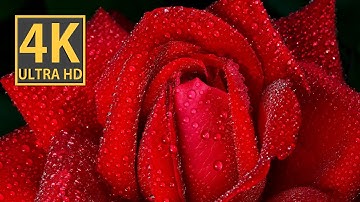 Captivating Macro Video of Red and White Roses in Stunning 4K Resolution