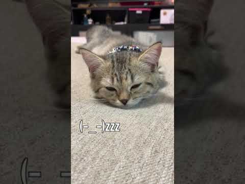 【キュン死注意】マッサージが気持ちよすぎて寝落ちしてしまう猫