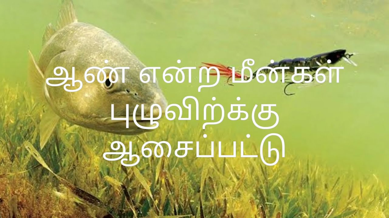 Boys like a fish Tamil Kathal Kavithai YouTube