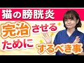 獣医が解説！猫の膀胱炎タイプ別治療法