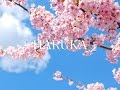 新たな旅立ちにエールを送る‼︎ 〜チェスマイカ　HARUKA〜　リリックPV