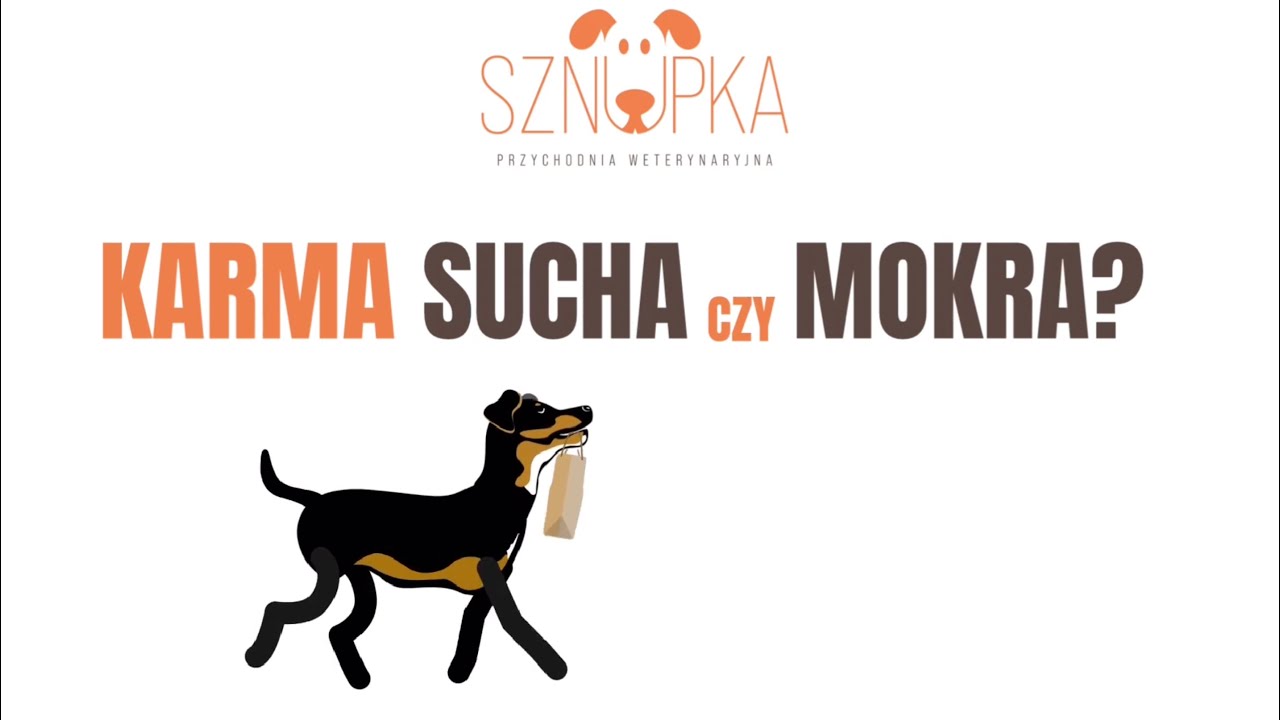 Karma sucha czy mokra? Odpowiada lekarz weterynarii - Barbara Letiarin z Przychodni SZNUPKA