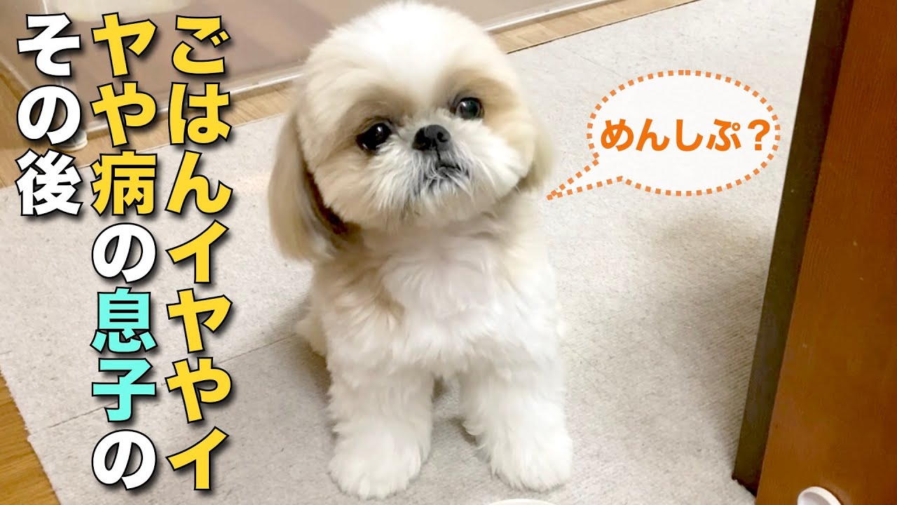 シーズー】ご飯いややいやや病の息子のその後！www メンバーシップ始め