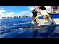 Epic blue marlin fishing azores 2019