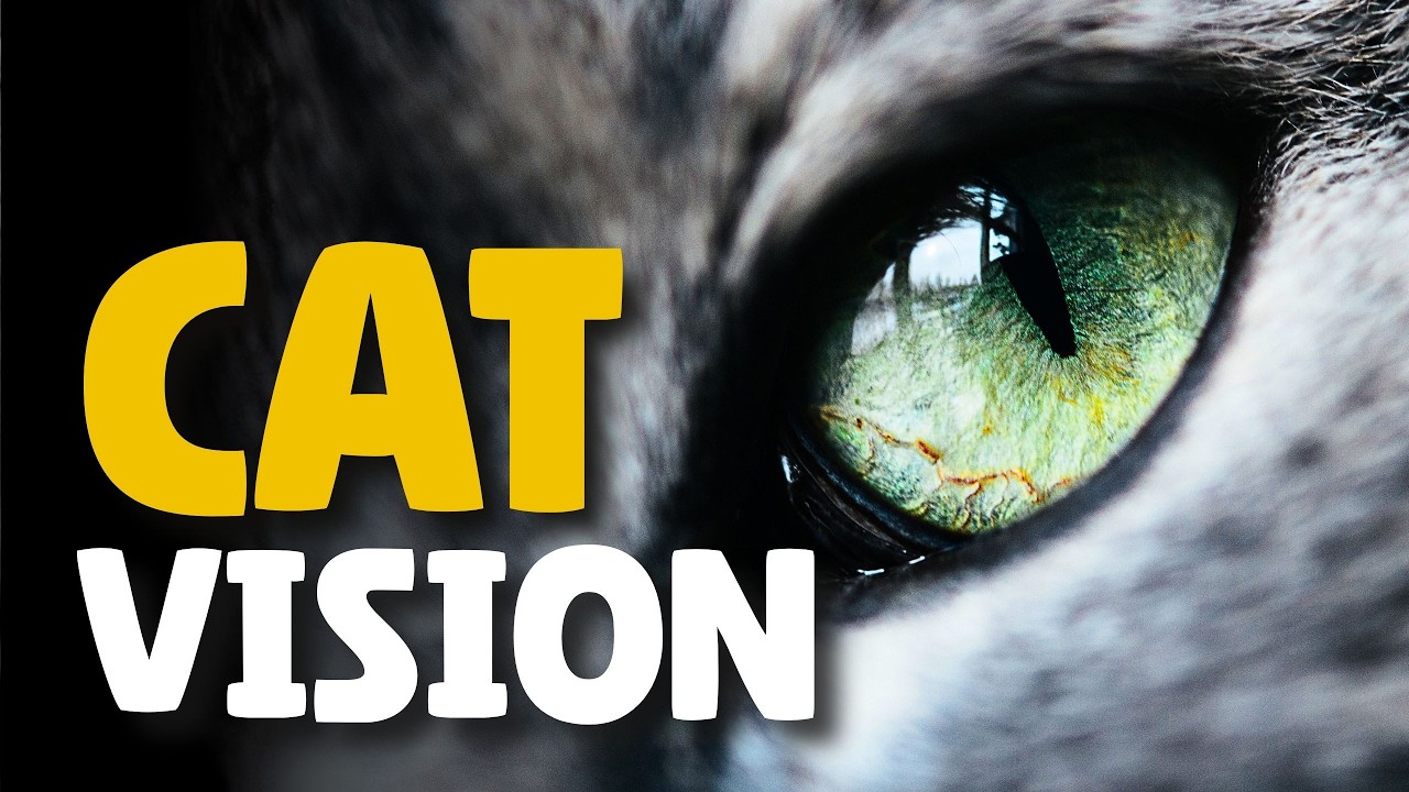 How Cats See the World Explained