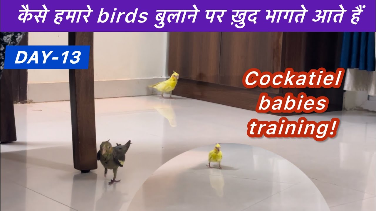 D13E2 How Well Trained Our Cockatiel Babies Birds Are? 