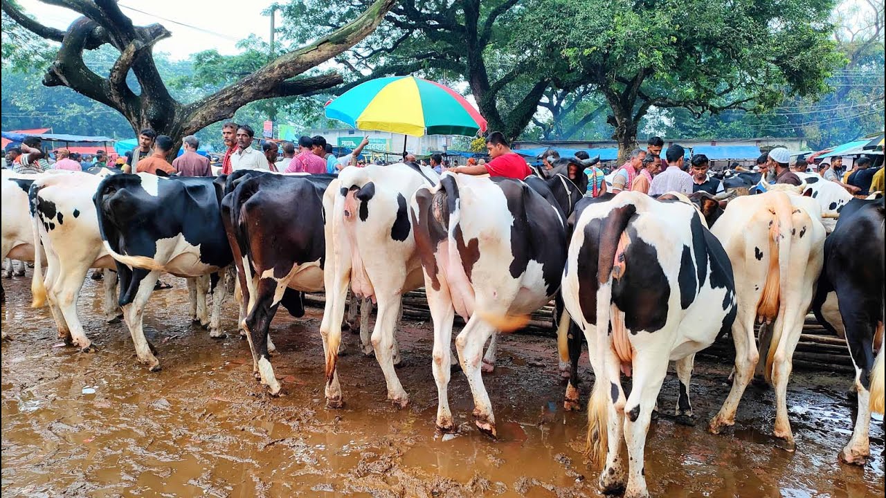 6/1/26/ফ্রিজিয়ান প্রেগন্যান্ট গাভীর রাজত্ব এই হাট, ফ্রিজিয়ান গাভীর দাম জানুন।
