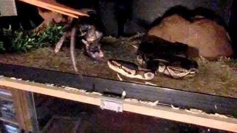 Ball python catch rat in slow motion