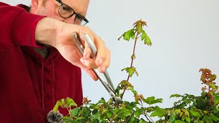 Field maple group - summer pruning for a  better design