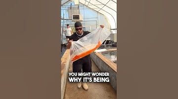 De beste manier om een ​​Japanse koi van $ 40.000 te dragen 😲 #vis #koi #japansekoi