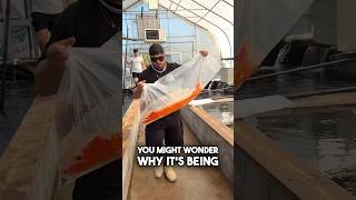 Download Lagu De beste manier om een ​​Japanse koi van $ 40.000 te dragen 😲 #vis #koi #japansekoi MP3